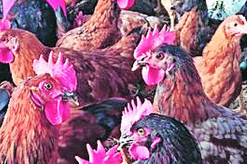 विदर्भातील कोंबड्यांची तेलंगणात विक्री