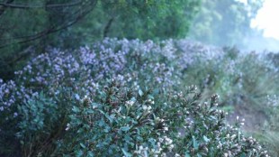 Neelakurinji Flowers This scene appears only once in 12 years see photo