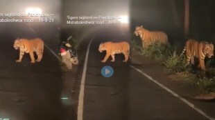 panchgani mahabaleshwar road Tiger