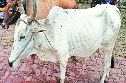 लम्पी रोगामुळे शेतकरी चिंताग्रस्त