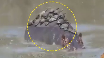 turtles on top of a hippopotamus