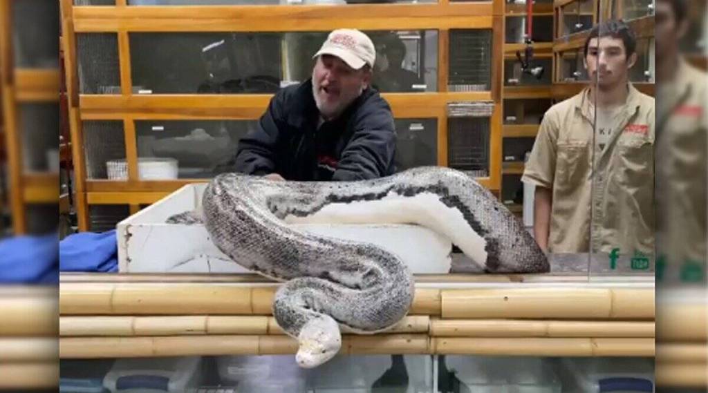 20-feetlong-snake-bites-zookeeper (1)
