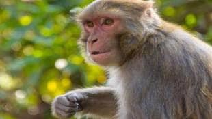Monkey