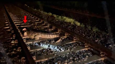 Rajdhani Express halted for 25 minutes to rescue crocodile