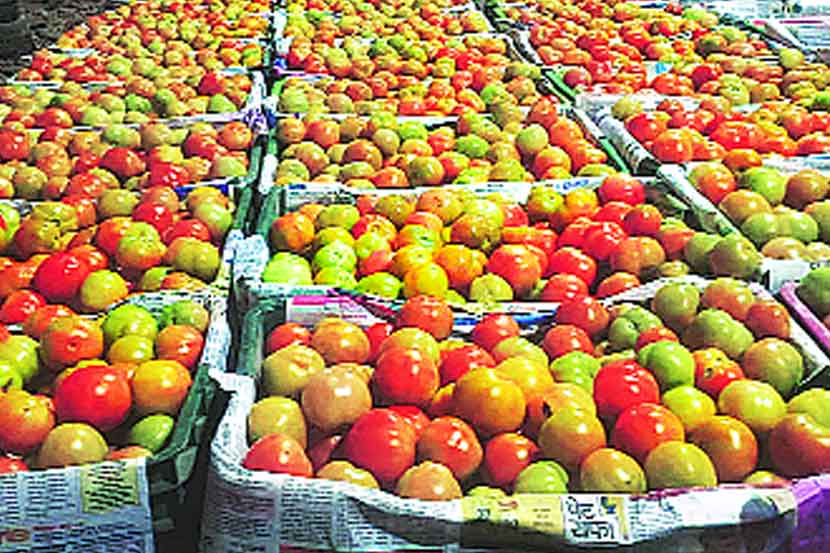 अफगाणिस्तान परिस्थितीचा टोमॅटो उत्पादकांना फटका