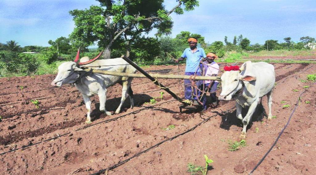 Developmental trajectory of agriculture article by Raosaheb Pujari