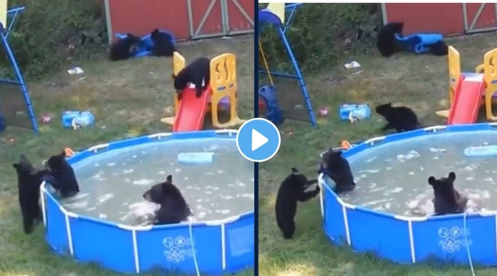 bear pool party