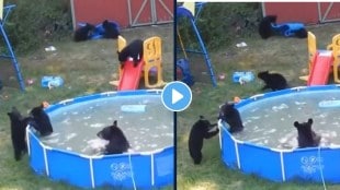 bear pool party