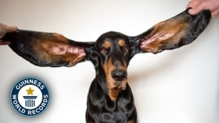bigest earof dog