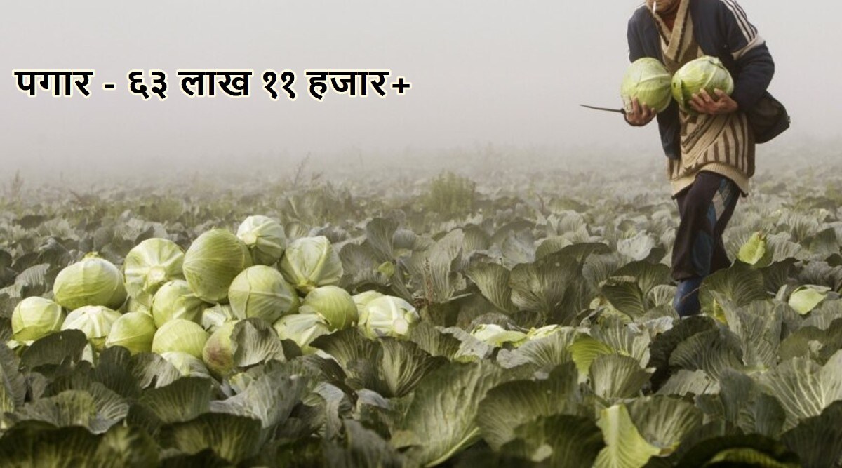 cabbage picking