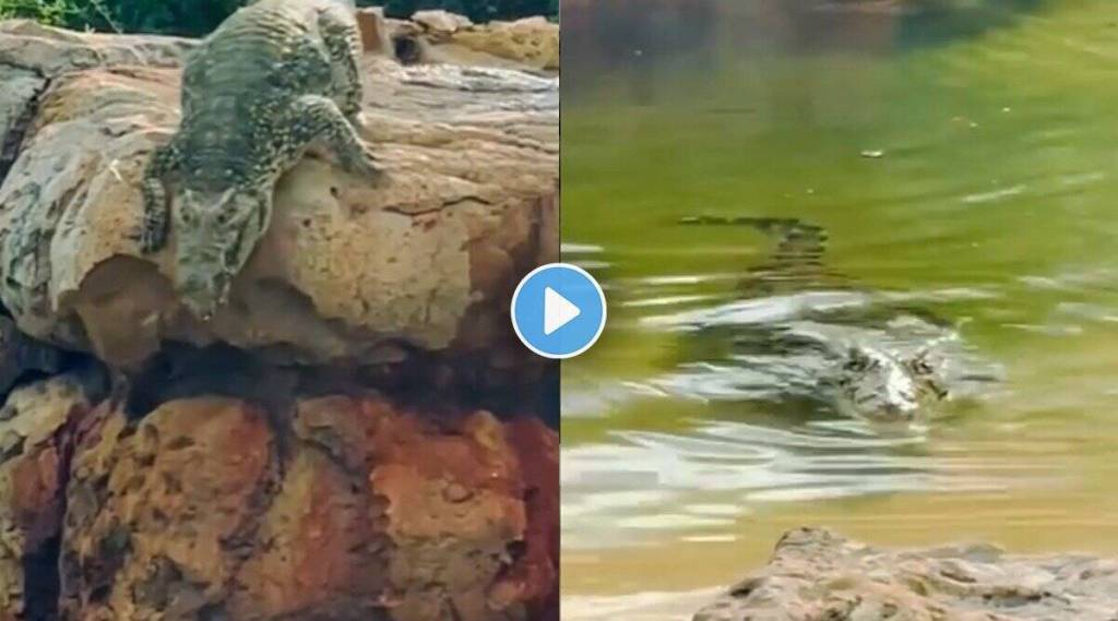 crocodile-jumps-into-water-video