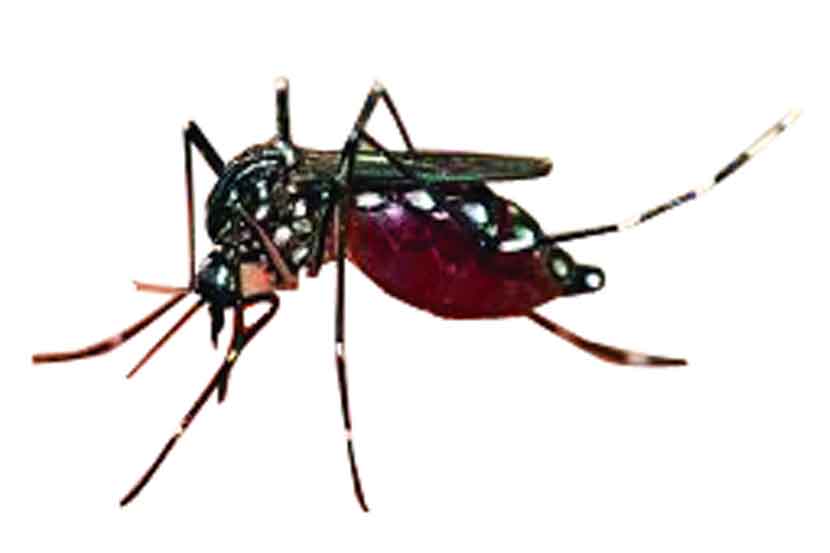 डेंग्यूचा मोठ्या प्रमाणावर प्रादुर्भाव