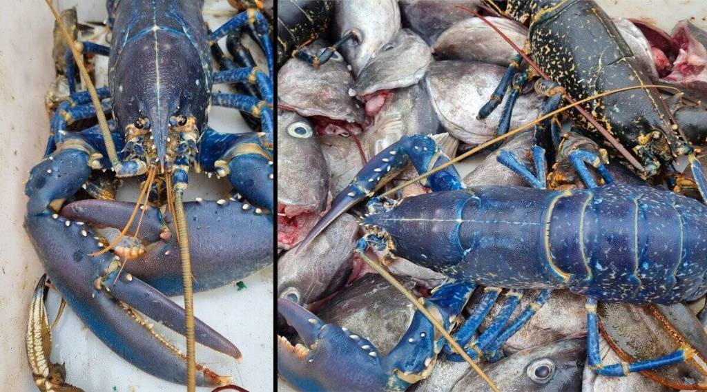 fisherman-finds-blue-lobster