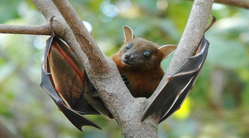 fruit-bat