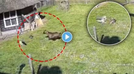 hawk-attacks-chicken-at-a-farm-in-viral-video