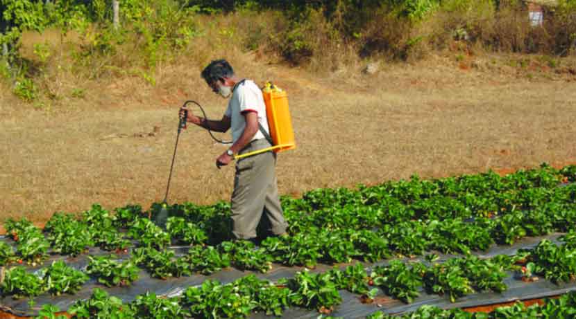 रासायनिक कीटकनाशकांकडेच शेतकऱ्यांचा कल