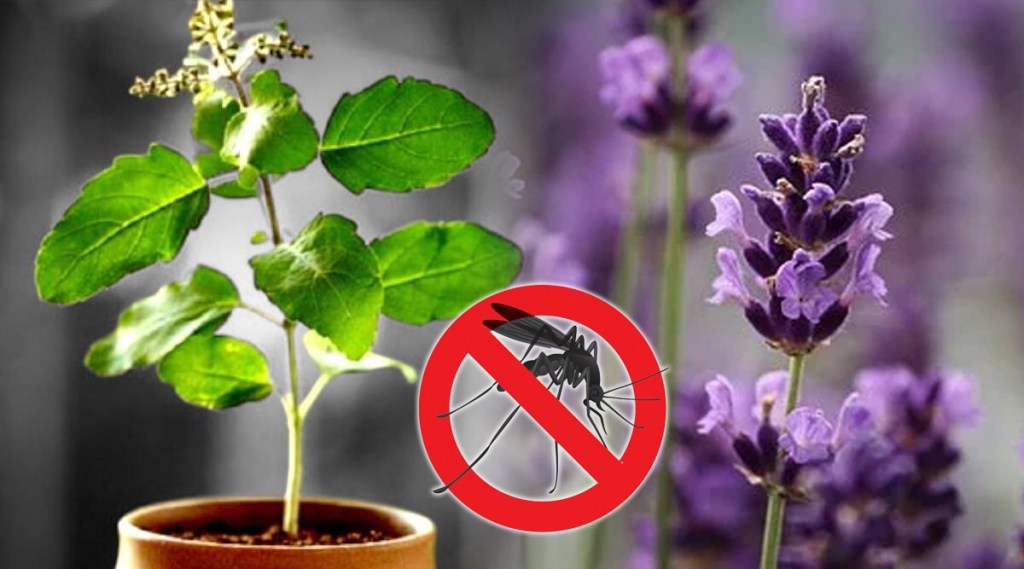 mosquitoes repellent plants