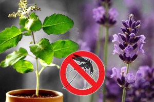 mosquitoes repellent plants