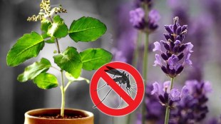 mosquitoes repellent plants
