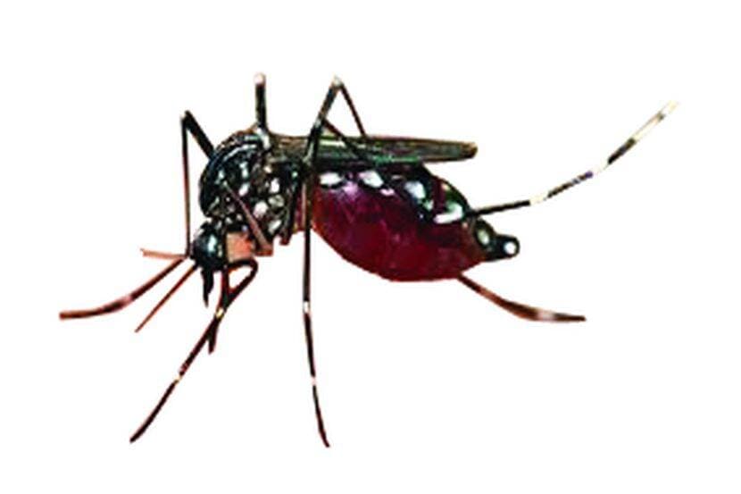 डेंग्यू, चिकुनगुनियाच्या साथीमुळे राजकारणही तापले