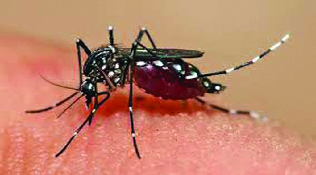 शहरासह जिल्ह्यात डेंग्यूच्या रुग्णांमध्ये वाढ