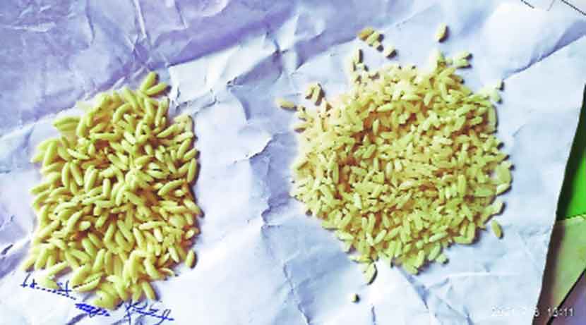‘फोर्टीफाइड’ हा तांदूळ सामान्य तांदळाच्या रंगापेक्षा पिवळसर रंगाचा आहे. तसेच वजनाने हलका असल्याने तो प्लास्टिकसदृश दिसत आहे. पाण्यात टाकताच तांदळाचे दाणे पाण्यावर तरंगत आहेत.