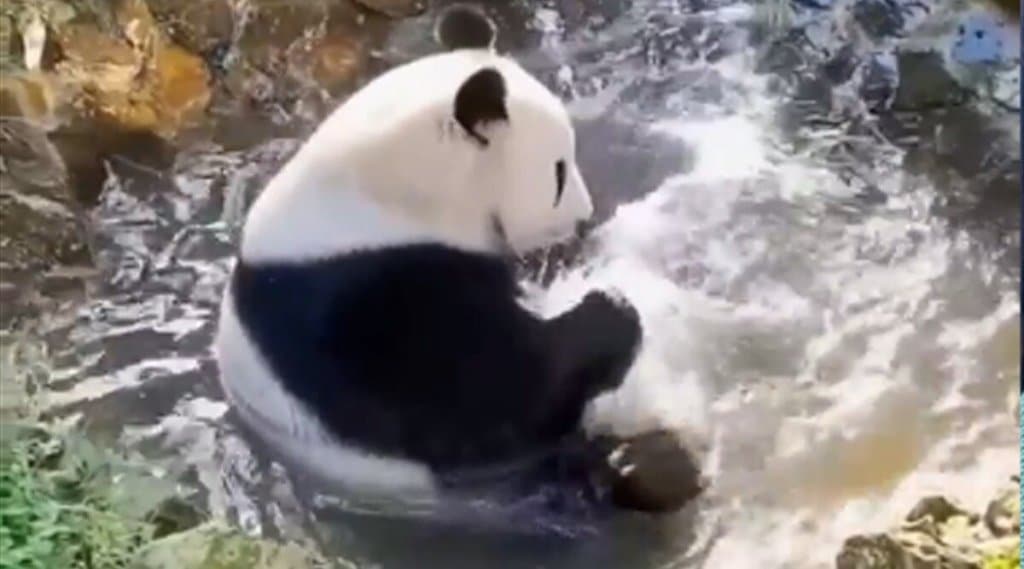 panda video viral (1)