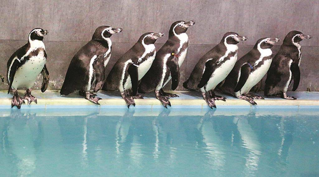 पेंग्विन देखभाल निविदेला काँग्रेसचा विरोध