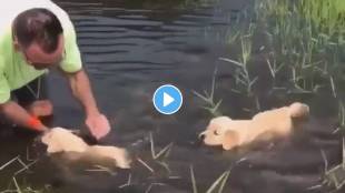 puppies are learning how to swim