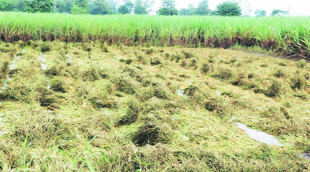 Floods and the next crisis in sugarcane farming