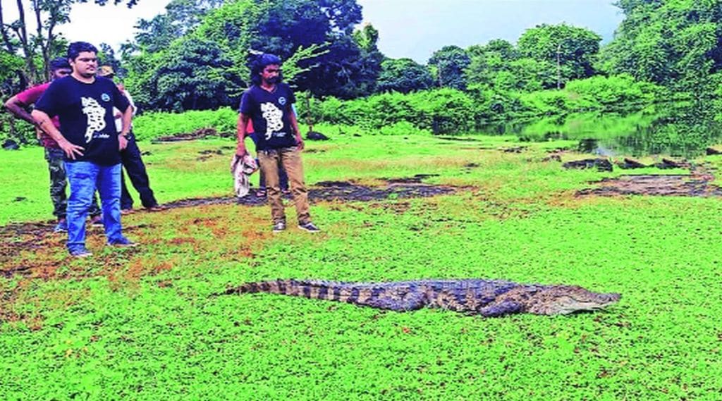 ठाण्यात सात फूट मगर आढळली