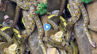 viral sanke video