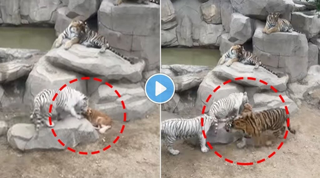 5-tiger-attacked-on-a-dog-shocking-video