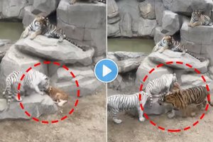 5-tiger-attacked-on-a-dog-shocking-video