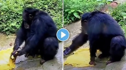 Chimpanzee washes clothes