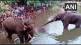 Kerala-Pregnant-elephant-dies-after-being-fed-pineapple-stuffed-with-crackers