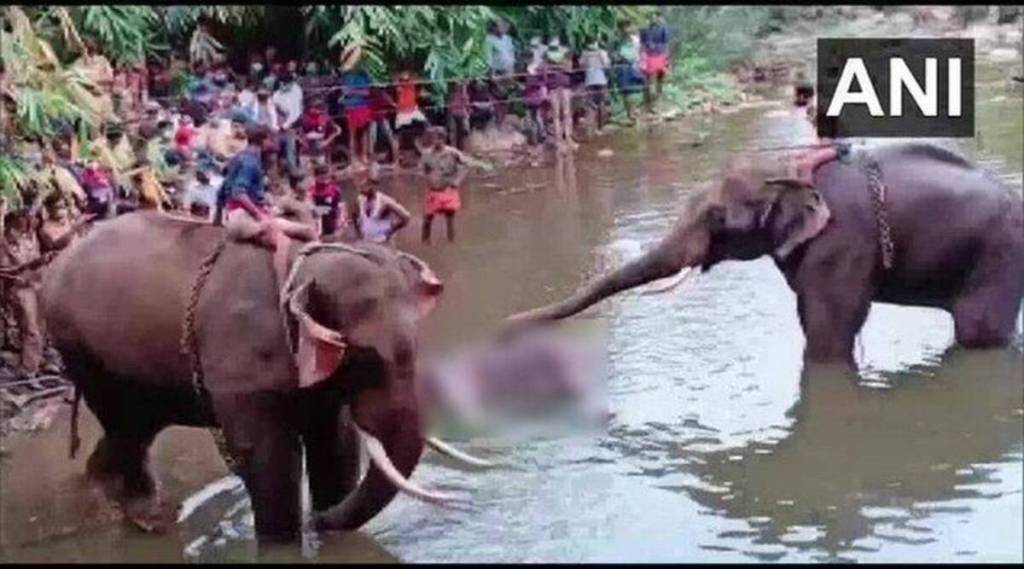 Kerala-Pregnant-elephant-dies-after-being-fed-pineapple-stuffed-with-crackers