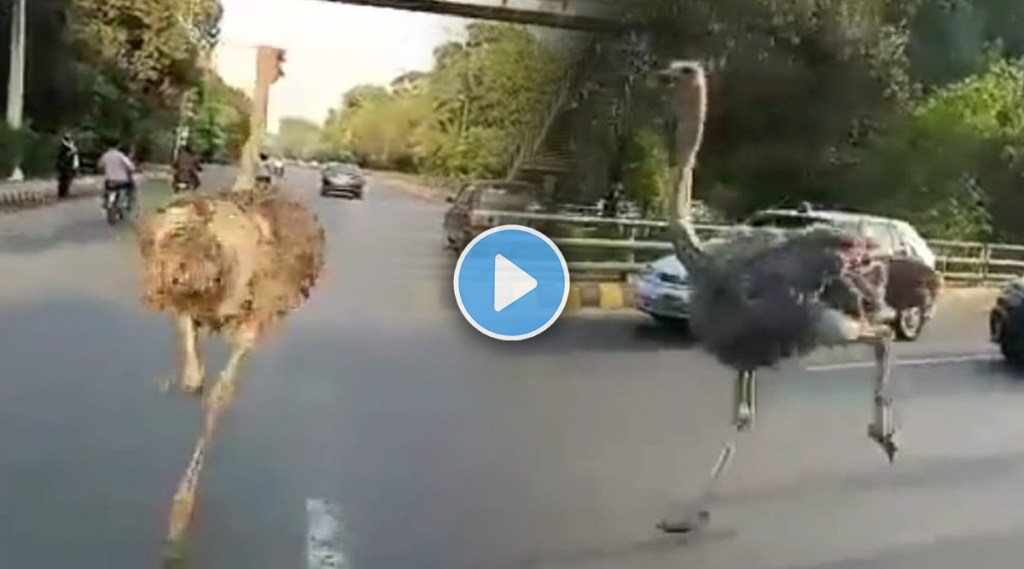 Ostrich Funny Viral Video