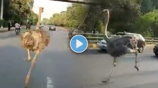 Ostrich Funny Viral Video