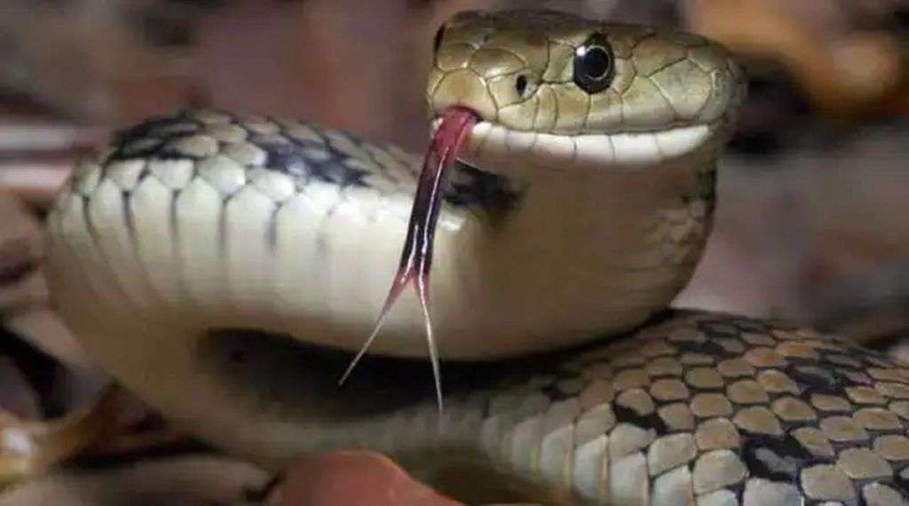 Supreme Court, Snake,