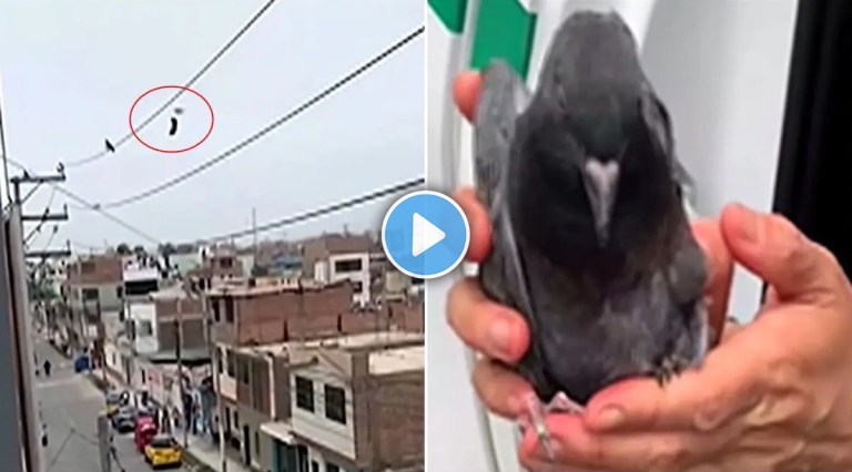 a bird trapped on a cable
