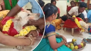 baby shower for pet dog