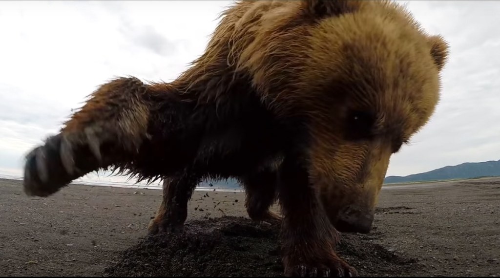 bear finds gopro