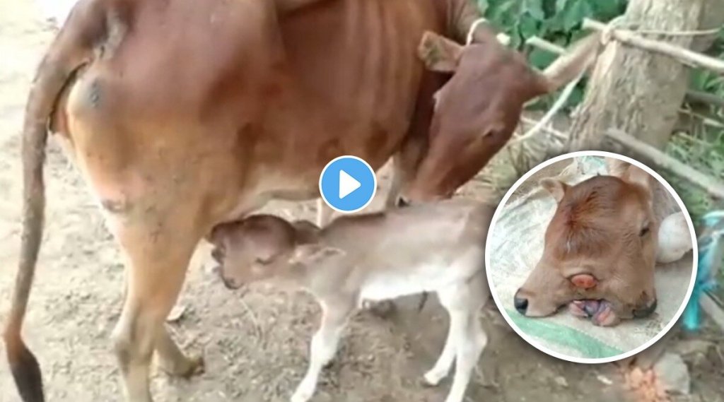 calf-born-with-2-heads-and-3-eyes-on-navratri