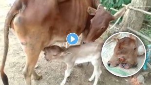 calf-born-with-2-heads-and-3-eyes-on-navratri