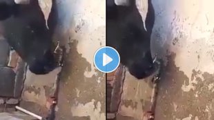 cow-drinking-water-from-tap