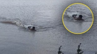 crocodile attacked on swimmer