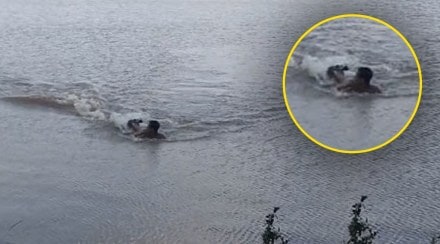 crocodile attacked on swimmer