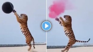 dubai-couple-used-tiger-to-reveal-baby-gender (1)