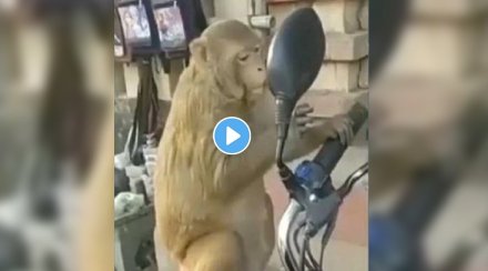 monkey-saw-himself-in-mirror-video-viral